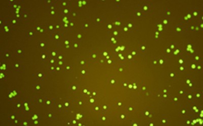 蓝光激发光源用于绿色荧光蛋白激发