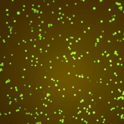 蓝光激发光源用于绿色荧光蛋白激发