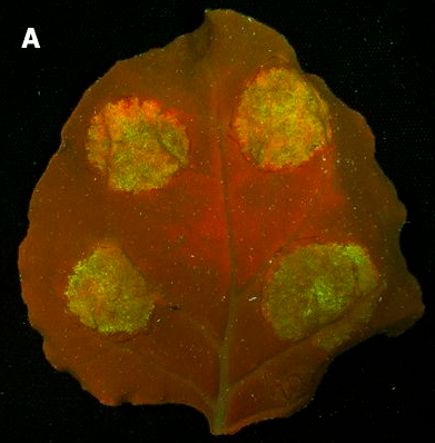 荧光蛋白激发光源观察动植物荧光蛋白GFP的3种方法