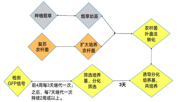 农杆菌介导烟草流程