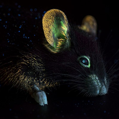 紫外线灯用于大学实验室研究小白鼠眼睛测试
