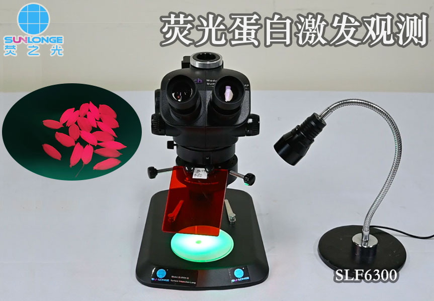 荧光激发灯激发荧光蛋白及观测拍摄 荧光激发灯激发荧光蛋白及观测拍摄