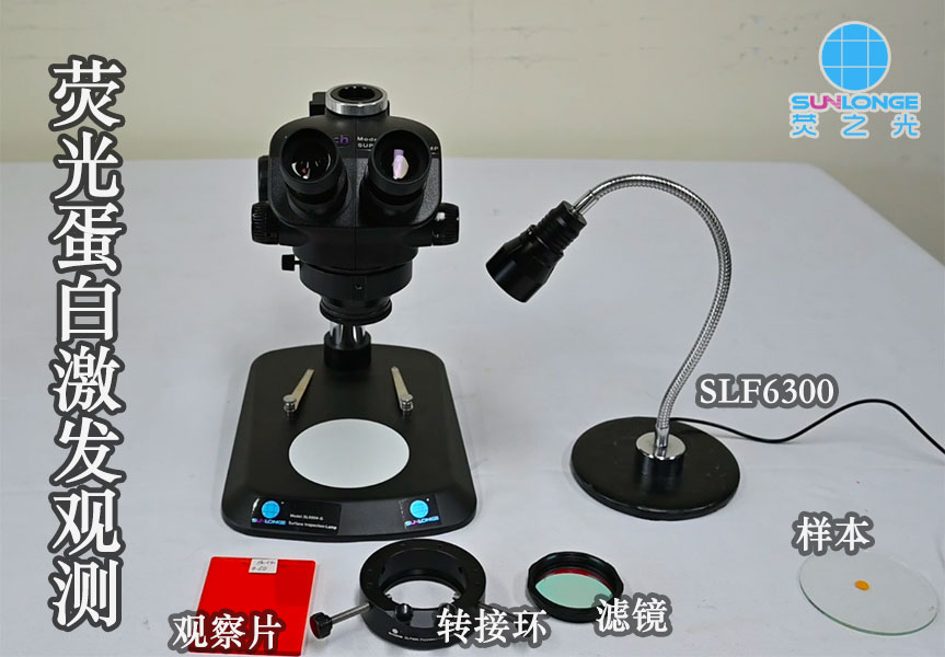 荧光激发灯激发荧光蛋白及观测拍摄 荧光激发灯激发荧光蛋白及观测拍摄
